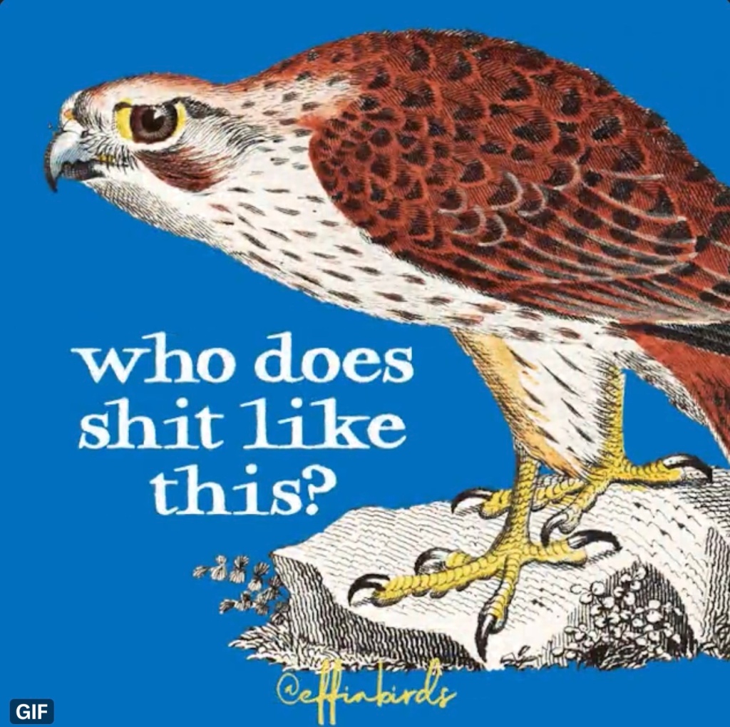 Color drawing of hawk by effinbirds with caption, “who does shit like this?”