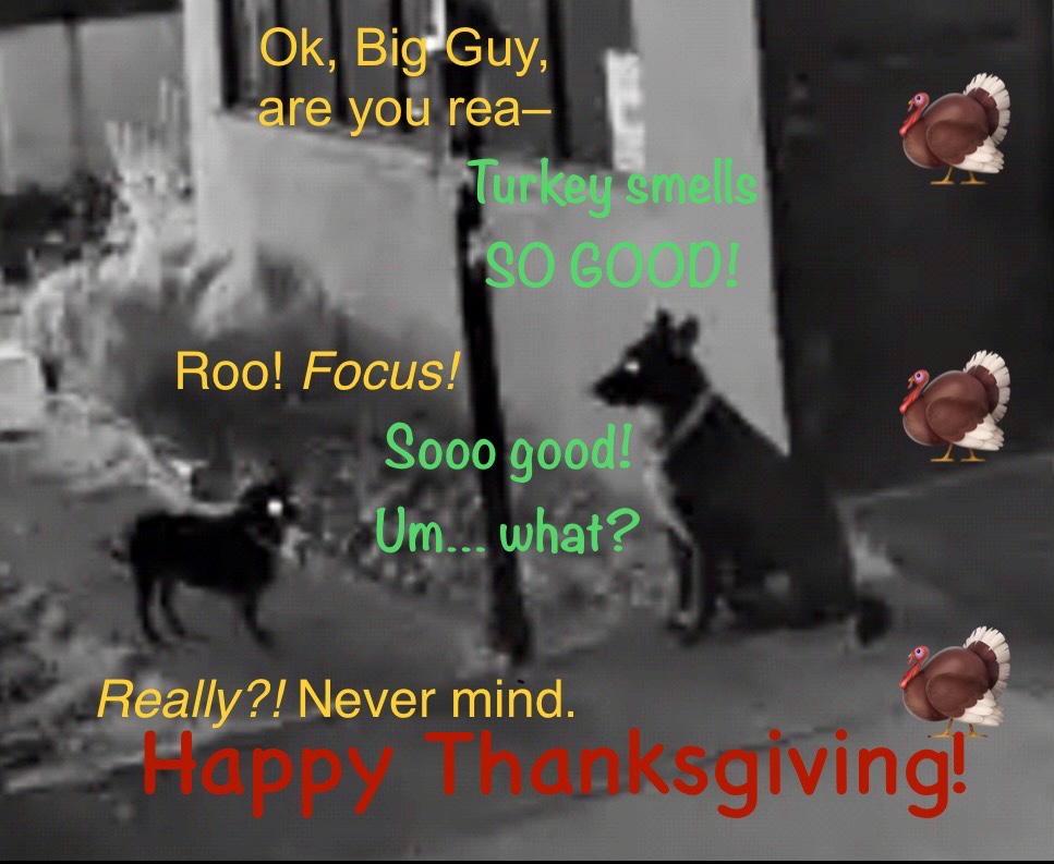 Two dogs, small & large, facing each other, eyes glowing in night vision/photo. They talk: “So Big Guy, you rea-“ “Turkey smells SO GOOD!” “Roo! Focus!” “Sooo good!” “Really?! Never mind.” At bottom: HAPPY THANKSGIVING!