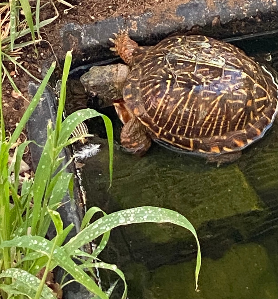 Ornate box turtle stalks a large insect at edge of small pond. Bug partially hidden by long leaf of grass.
